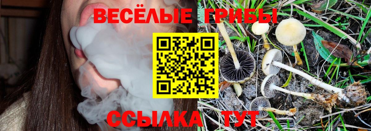 Галлюциногенные грибы Psilocybe Сергиев Посад